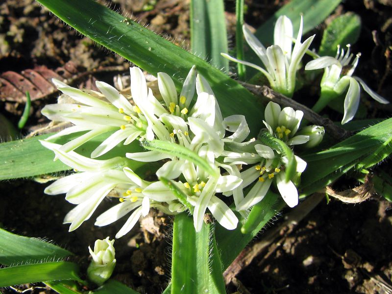 Allium chamaemoly / Aglio minuscolo