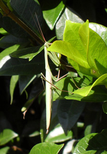 Maschio di Mantis religiosa