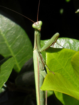 Maschio di Mantis religiosa