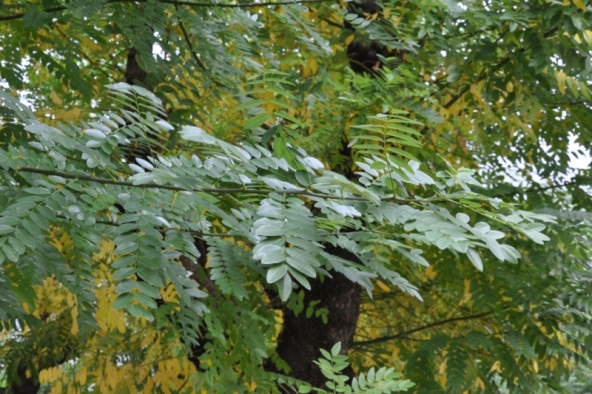 Sophora japonica