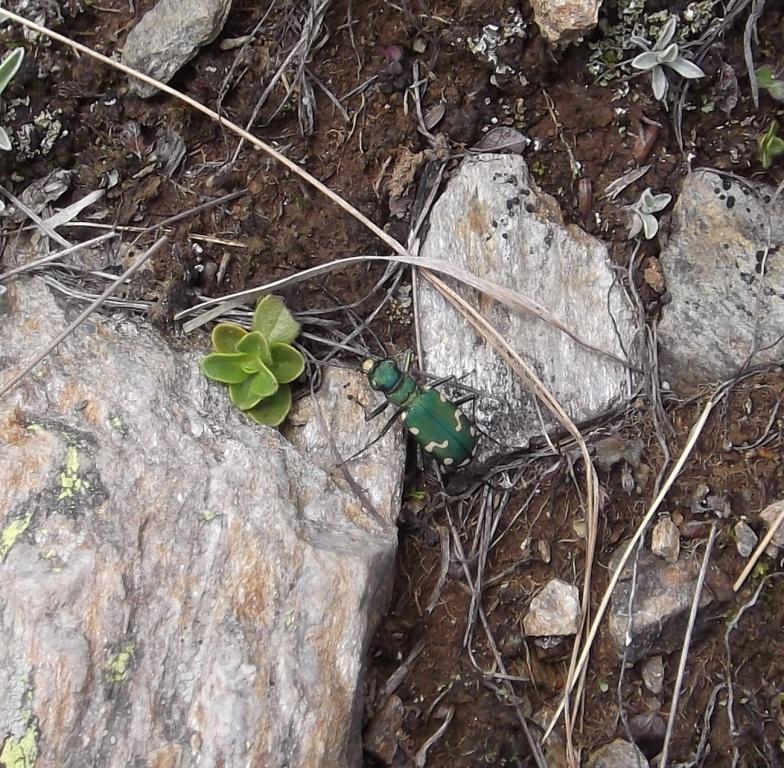 Cicindela gallica