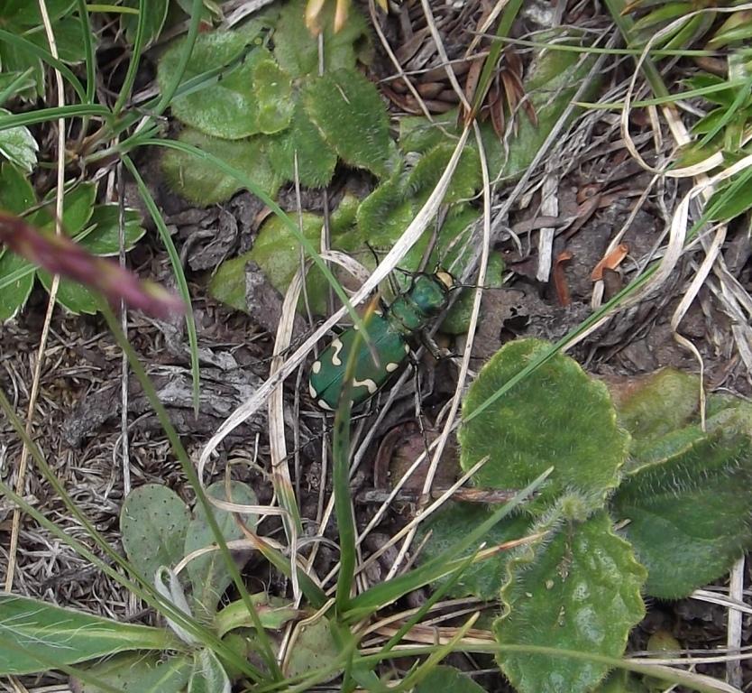 Cicindela gallica