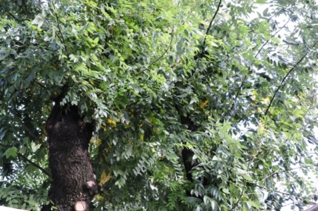 Sophora japonica