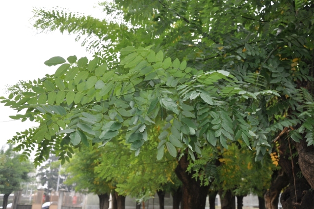 Sophora japonica