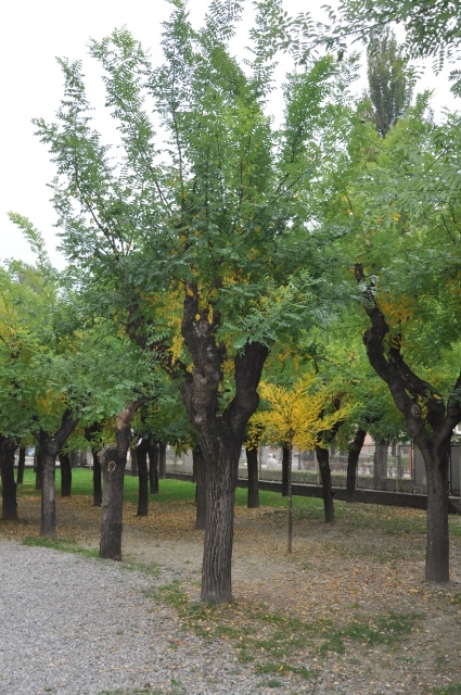 Sophora japonica