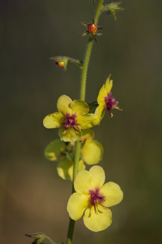 Verbascum blattaria