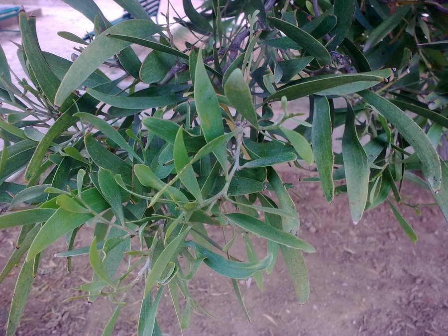 Acacia sp