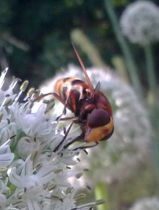 Grosso Syrphidae da identificare