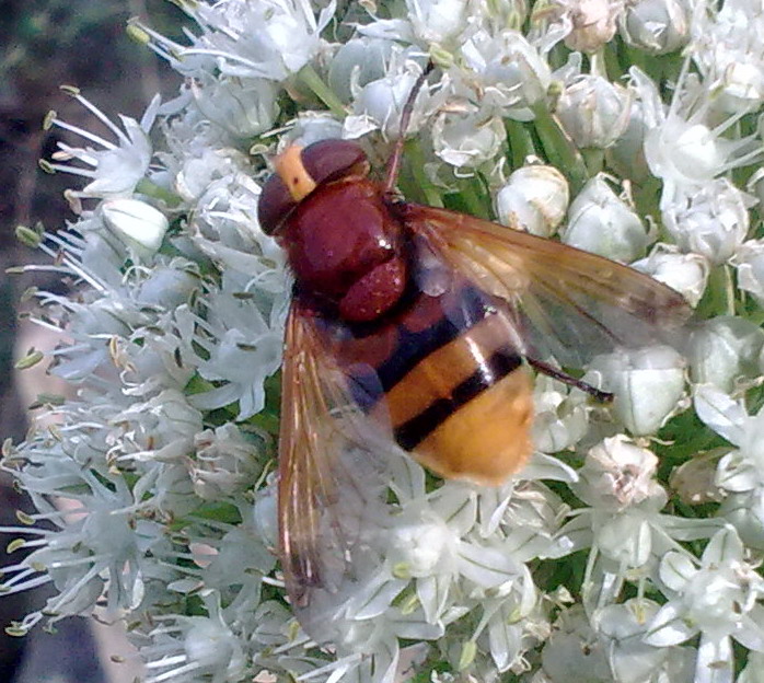 Grosso Syrphidae da identificare