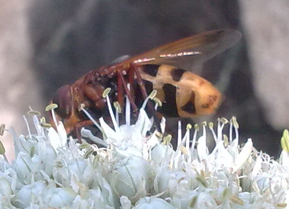 Grosso Syrphidae da identificare