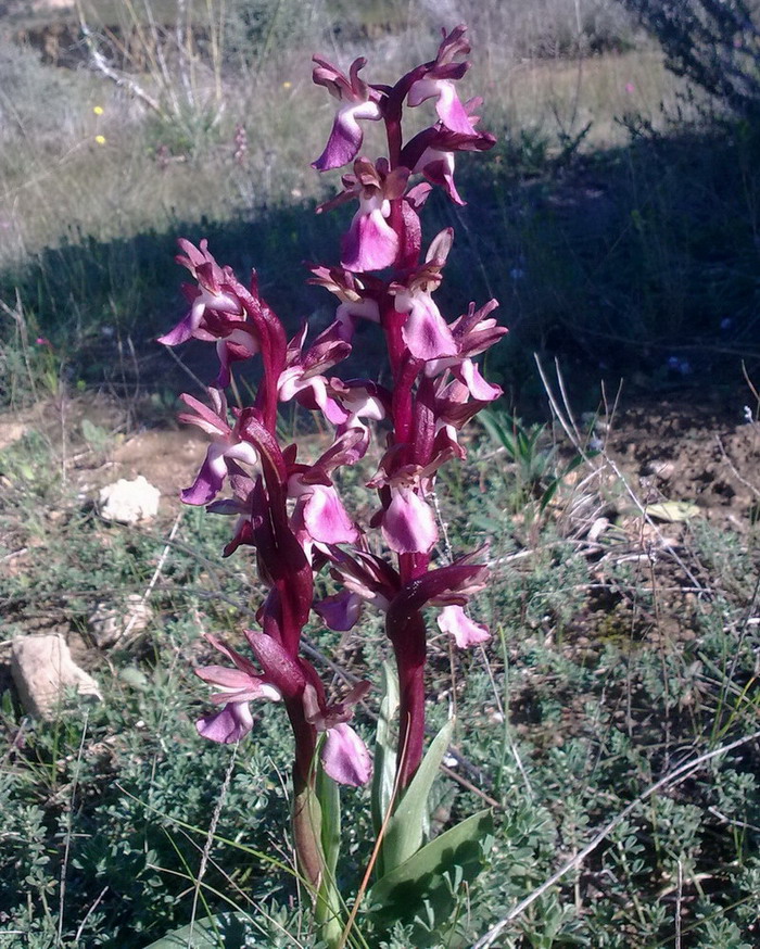 Quale orchidea (sicilia)