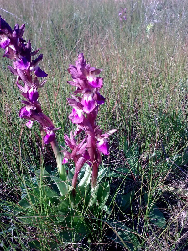 Quale orchidea (sicilia)