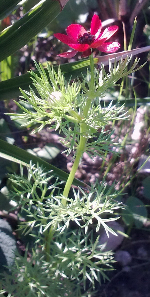 Adonis sp.