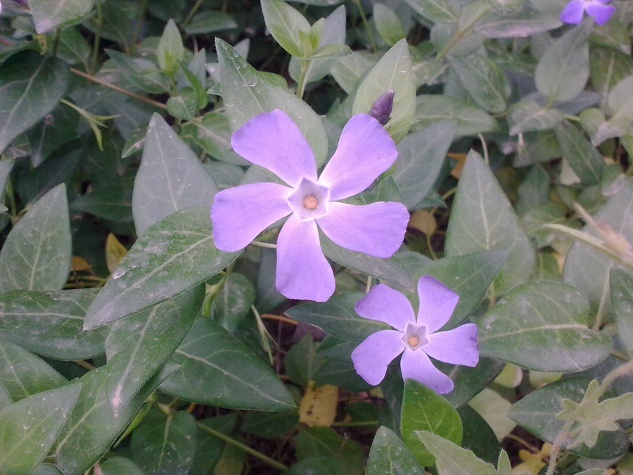 Vinca major