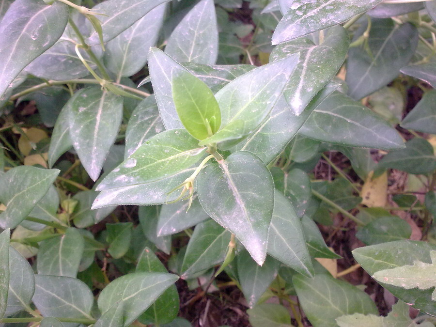 Vinca major