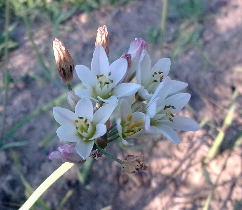 Nothoscordum gracile / Aglio fragrante