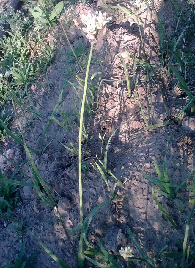 Nothoscordum gracile / Aglio fragrante