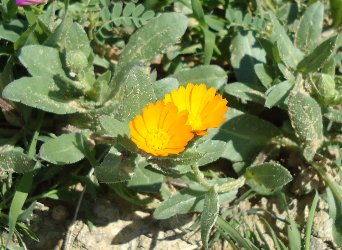 Sicilia - Calendula arvensis