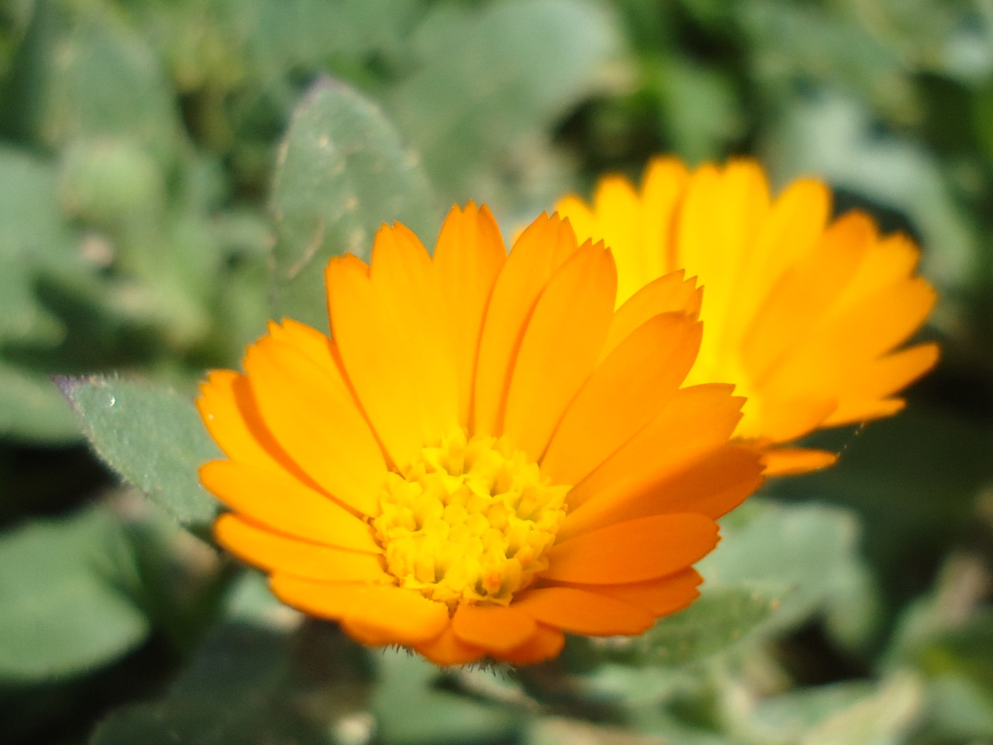 Sicilia - Calendula arvensis