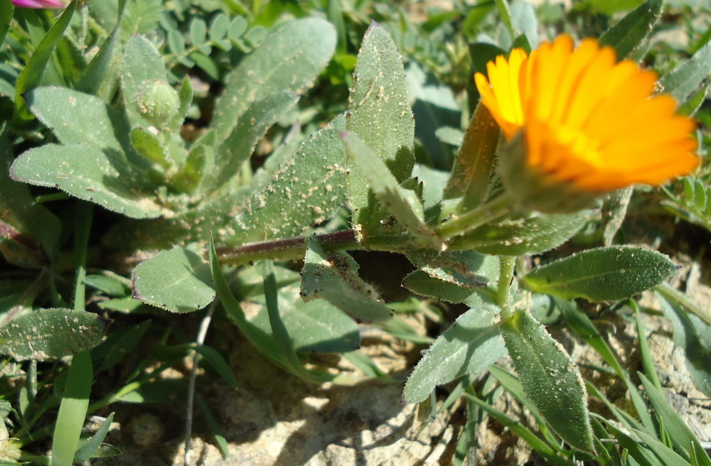 Sicilia - Calendula arvensis