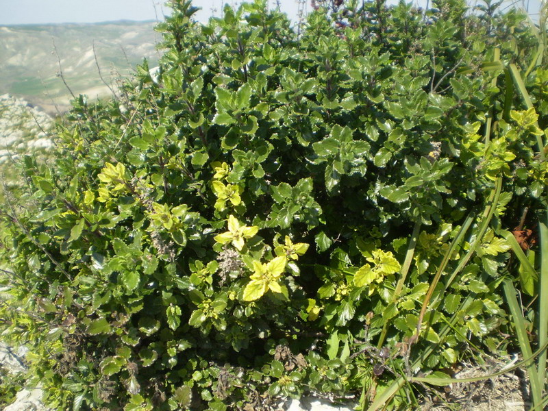 Teucrium flavum