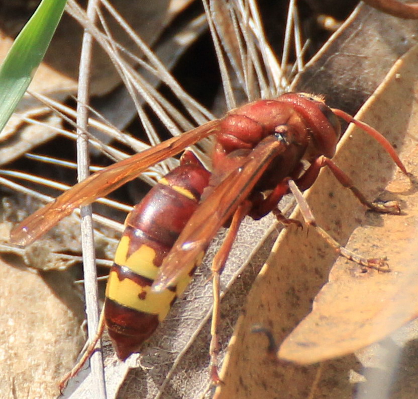 Vespa crabro?