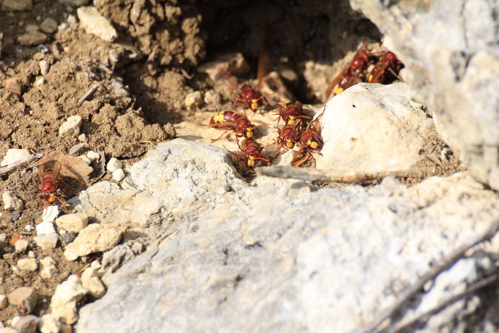 Vespa crabro?