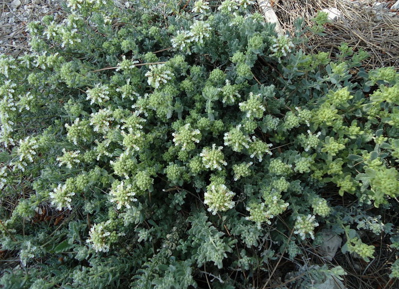 Pianta da id - Teucrium capitatum