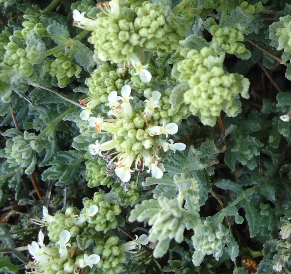 Pianta da id - Teucrium capitatum