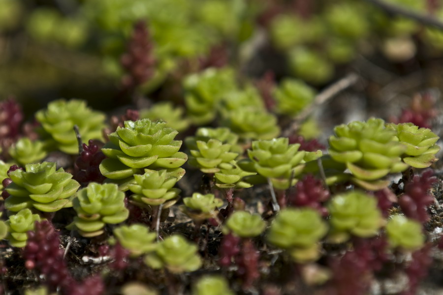 Sedum stellatum e Sedum caeruleum