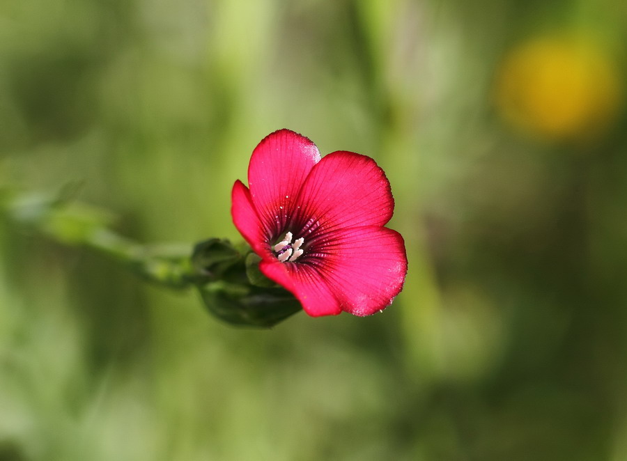 Linum decumbens / Lino rosso