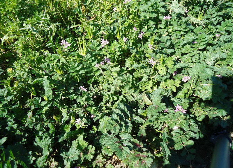 Sicilia - Erodium moschatum (L.) L''Hr.