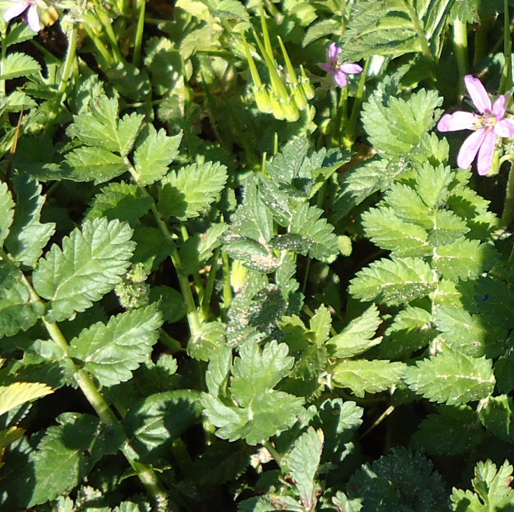 Sicilia - Erodium moschatum (L.) L''Hr.