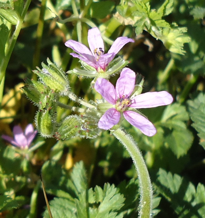 Sicilia - Erodium moschatum (L.) L''Hr.