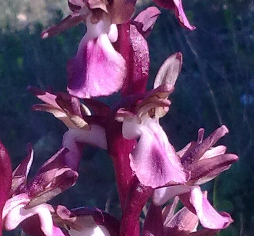 Quale orchidea (sicilia)