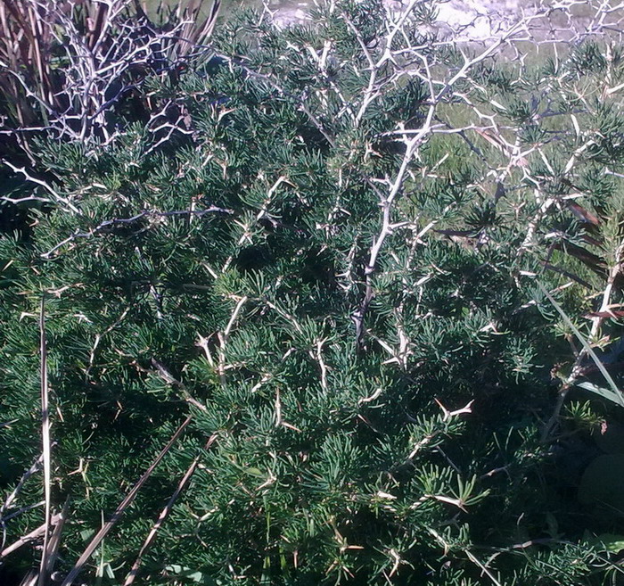 Pianta di gariga - Asparagus albus