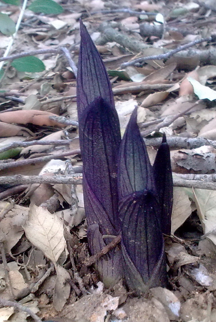 dalla sughereta - Sicilia Limodorum sp.