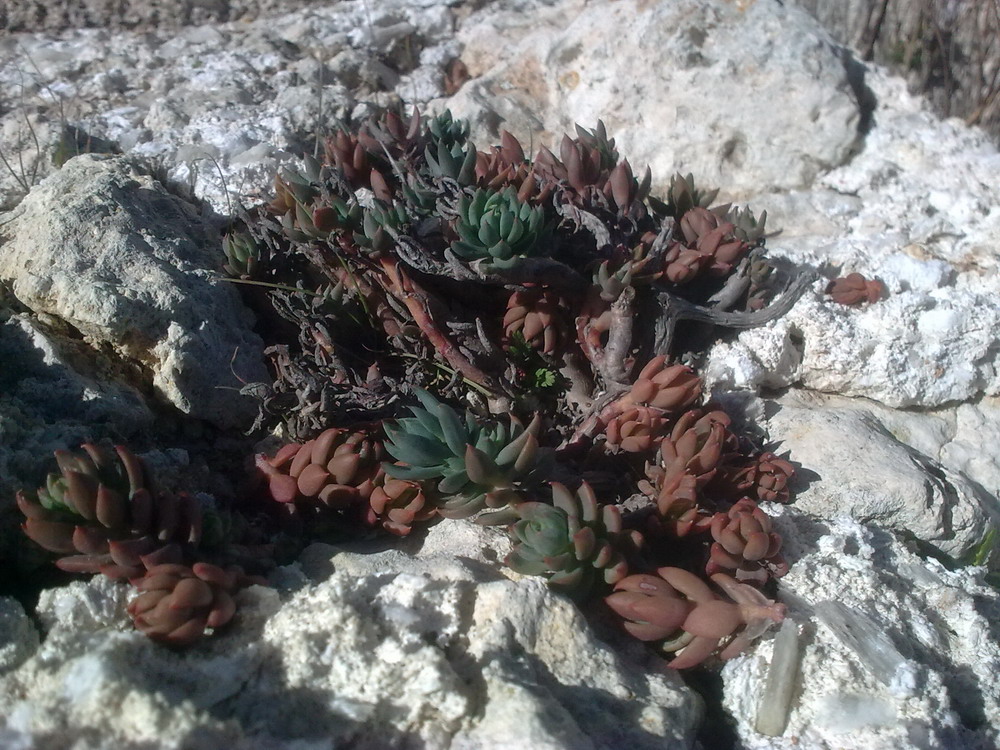 Sedum sediforme