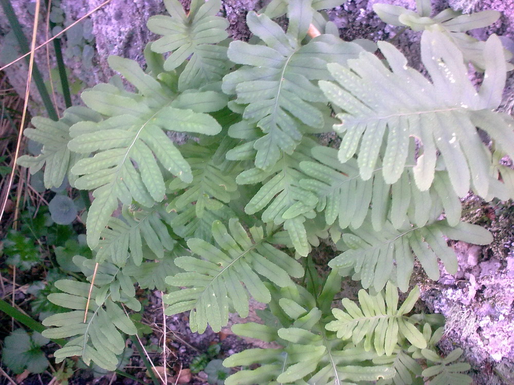 Polypodium cambricum / Polipodio meridionale