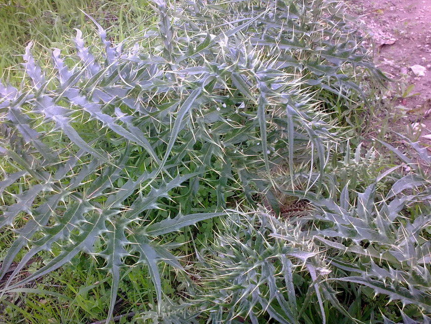 Spinosissima sicula - Cynara cardunculus