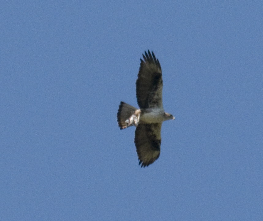 Bonelli con preda da identificare