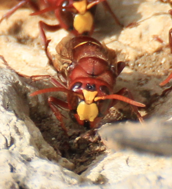 Vespa crabro?