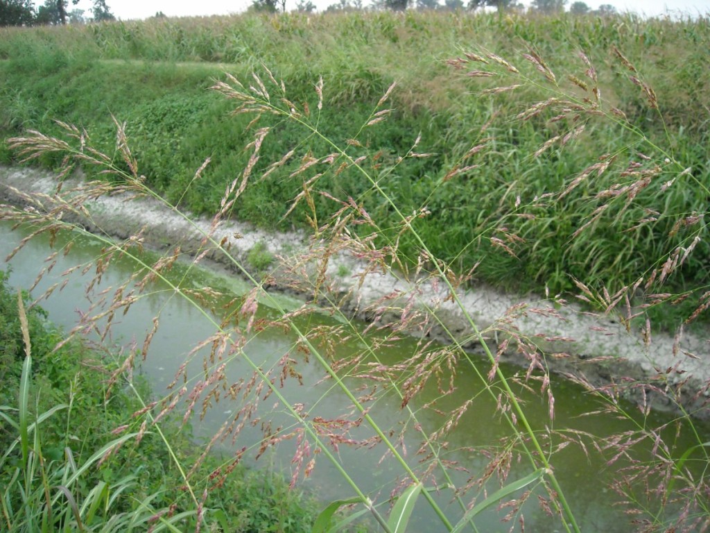 pianta erbacea su bordo di canale - Sorghum halepense