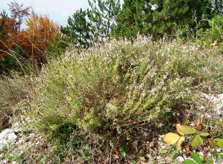 Lamiaceae aromatiche a Monte Morrone (Abruzzo)