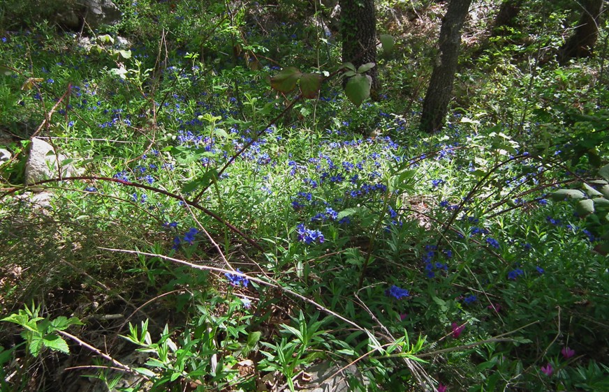 Buglossoides purpurocaerulea