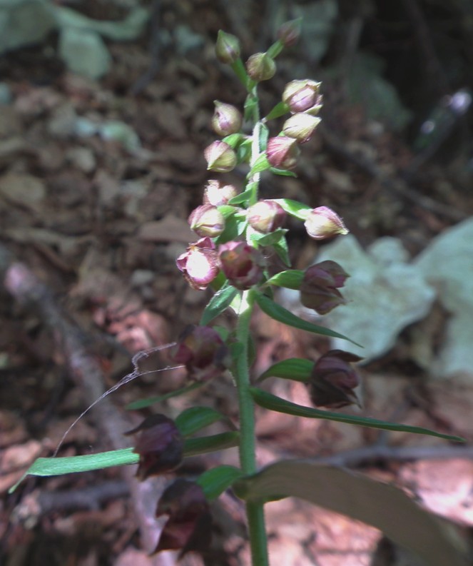 Epipactis sp.