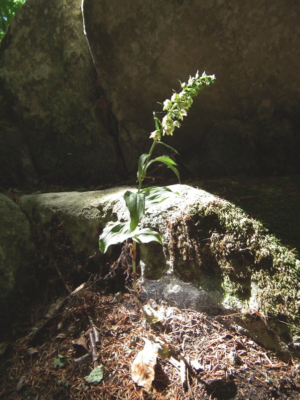 Epipactis helleborine?