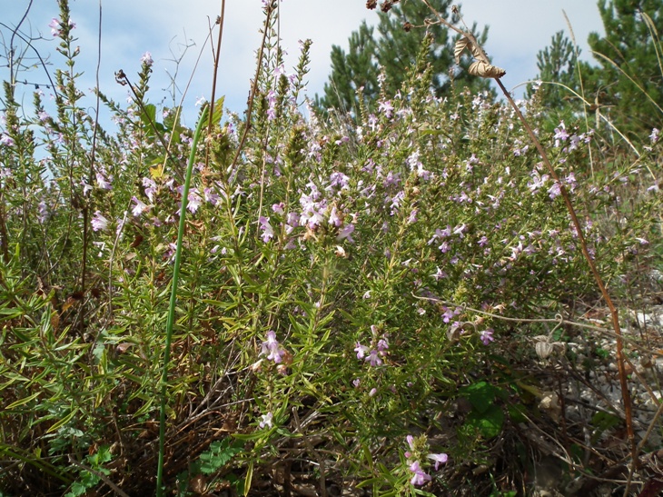 Lamiaceae aromatiche a Monte Morrone (Abruzzo)