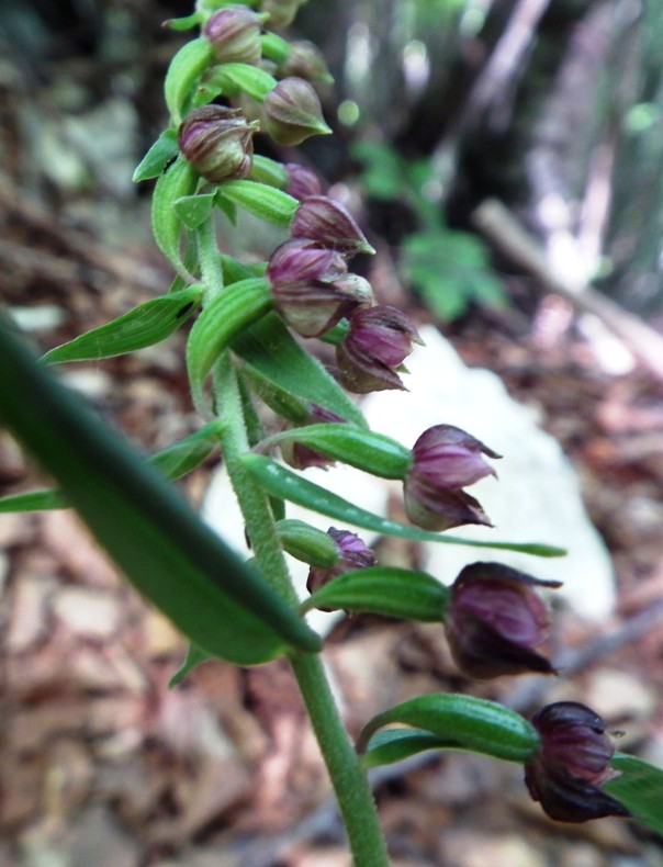 Epipactis sp.