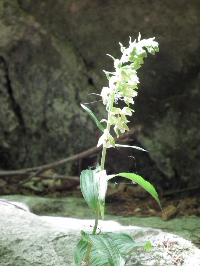 Epipactis helleborine?